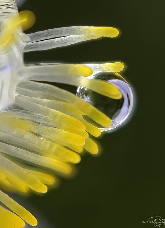 Nature Photography - Superb Droplet V687
