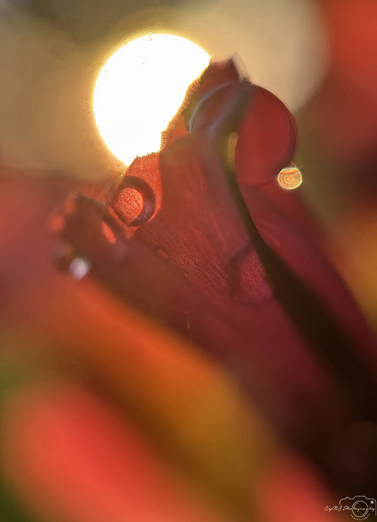 Nature Photography - Superb Droplet V688