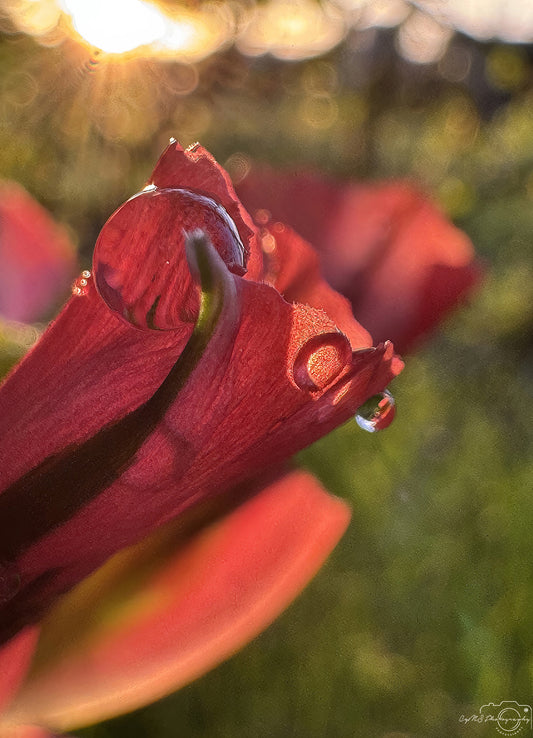 Nature Photography - Superb Droplet V689