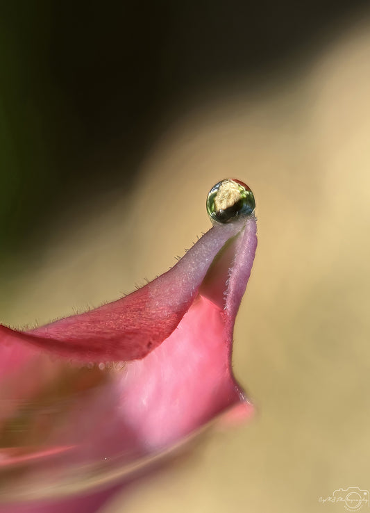 Nature Photography - Superb Droplet V690