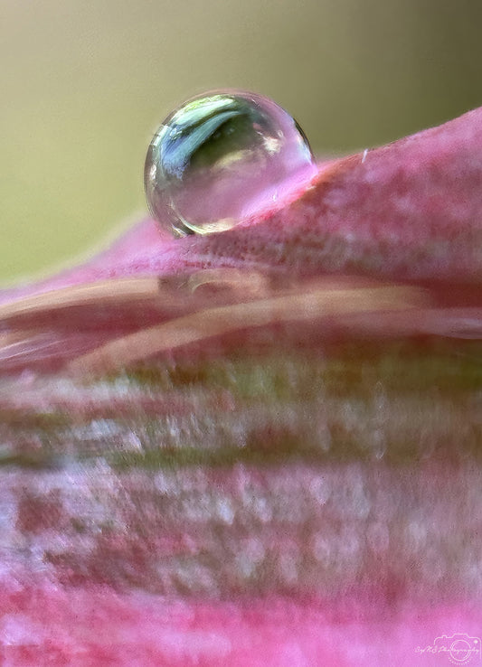 Nature Photography - Superb Droplet V691