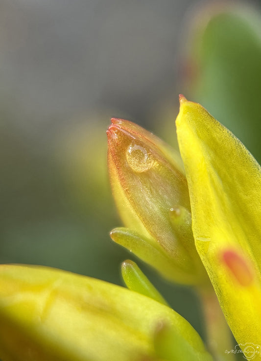 Nature Photography - Superb Droplet V692