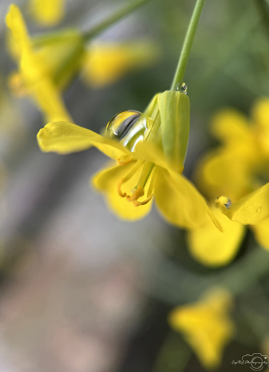 Nature Photography - Superb Droplet V693
