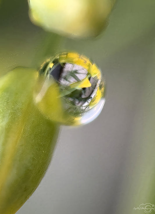Nature Photography - Superb Droplet V694
