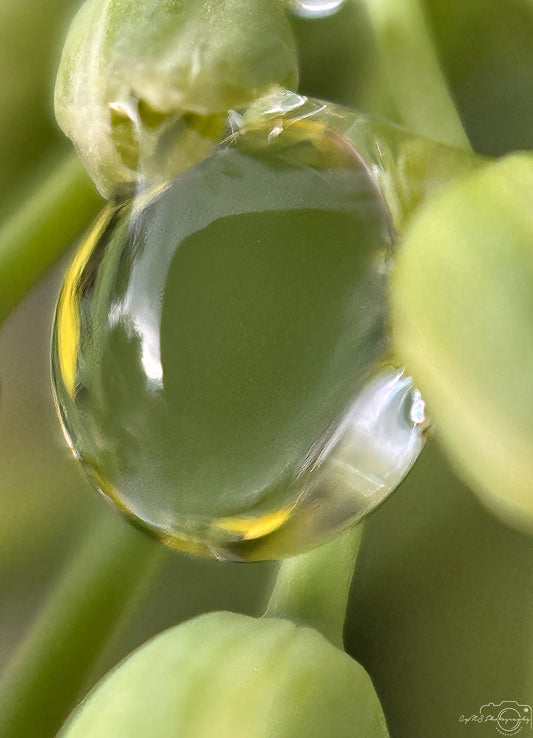 Nature Photography - Superb Droplet V695
