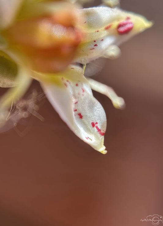 Nature Photography - Superb Droplet V696