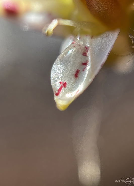 Nature Photography - Superb Droplet V697