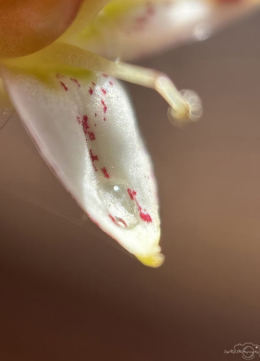 Nature Photography - Superb Droplet V698