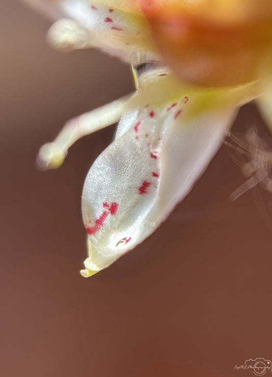 Nature Photography - Superb Droplet V699
