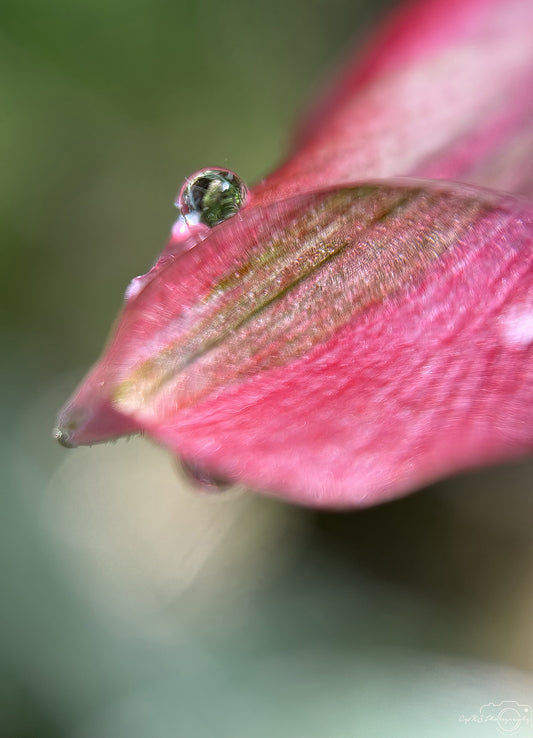 Nature Photography - Superb Droplet V700