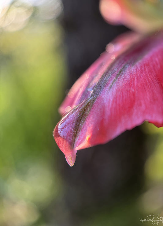 Nature Photography - Superb Droplet V701