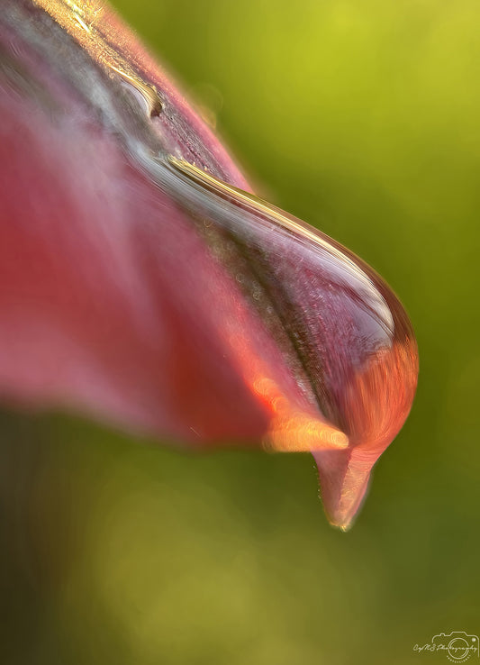 Nature Photography - Superb Droplet V702