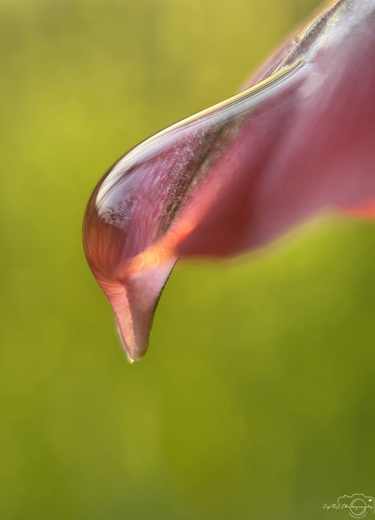 Nature Photography - Superb Droplet V703