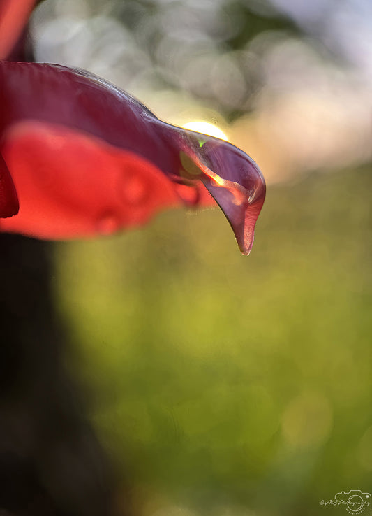 Nature Photography - Superb Droplet V704