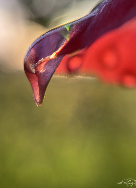 Nature Photography - Superb Droplet V705