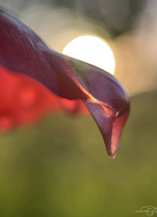 Nature Photography - Superb Droplet V706