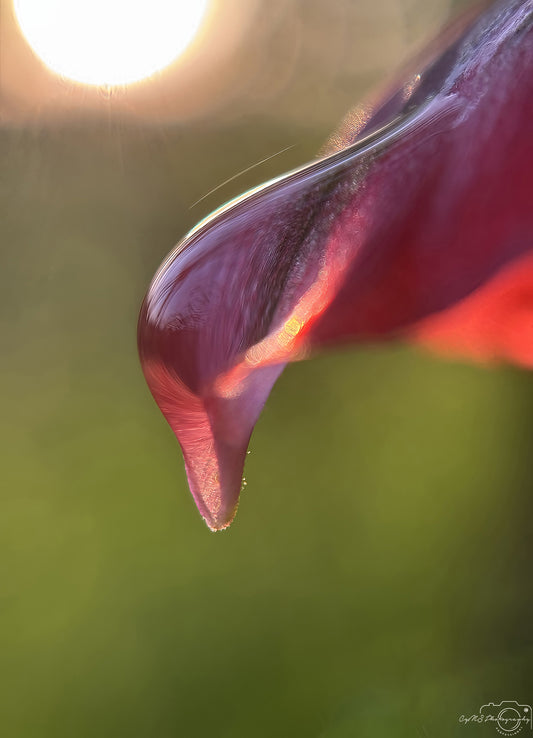 Nature Photography - Superb Droplet V707