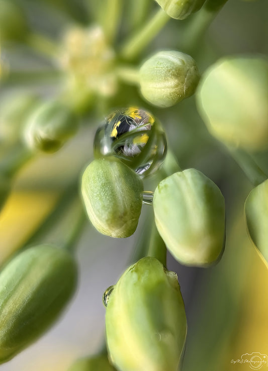 Nature Photography - Superb Droplet V709