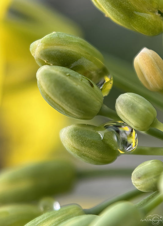 Nature Photography - Superb Droplet V710