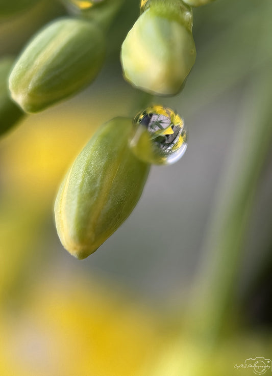 Nature Photography - Superb Droplet V711