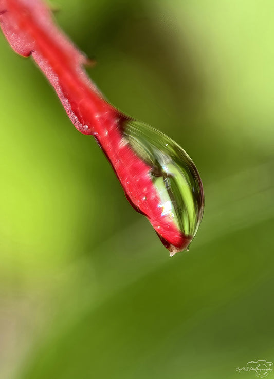 Nature Photography - Superb Droplet V713