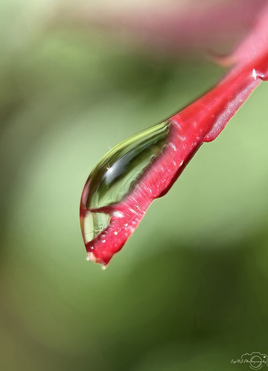 Nature Photography - Superb Droplet V714
