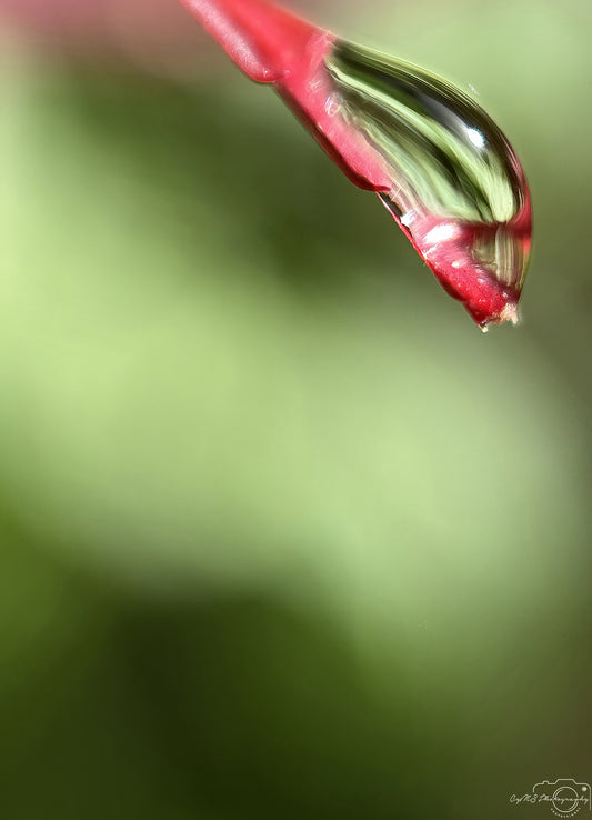 Nature Photography - Superb Droplet V715