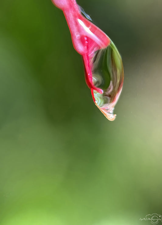 Nature Photography - Superb Droplet V716