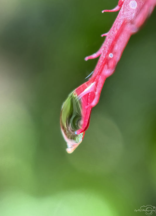 Nature Photography - Superb Droplet V717