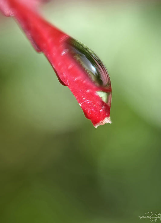 Nature Photography - Superb Droplet V718