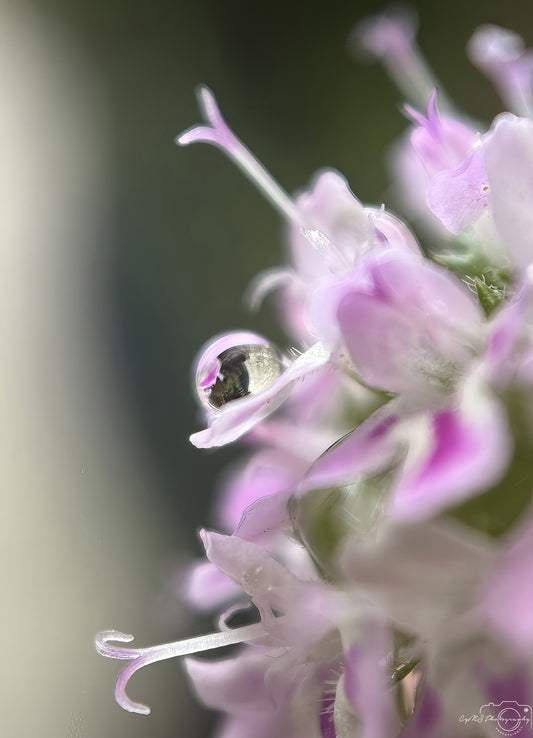 Nature Photography - Superb Droplet V720
