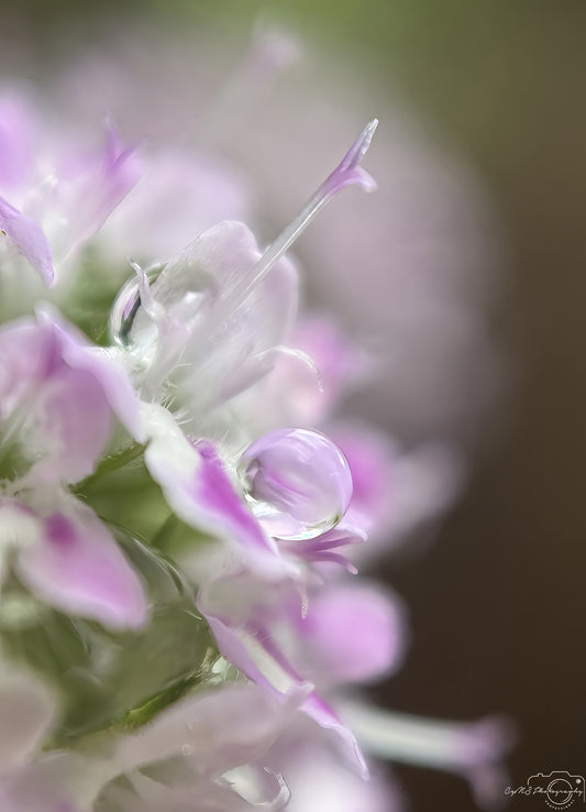 Nature Photography - Superb Droplet V721
