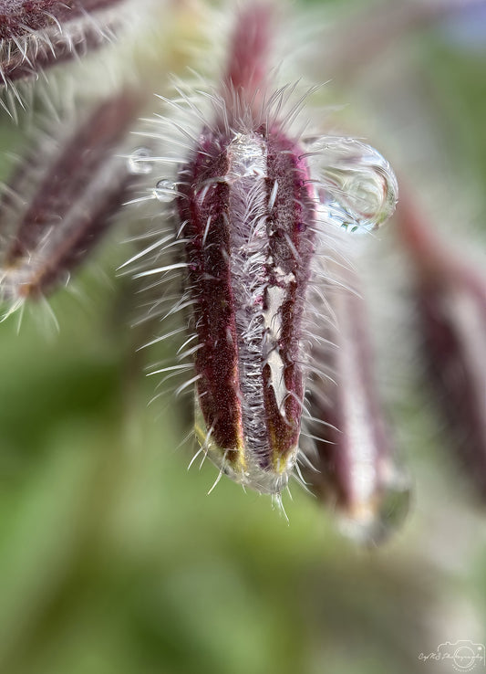 Nature Photography - Superb Droplet V722