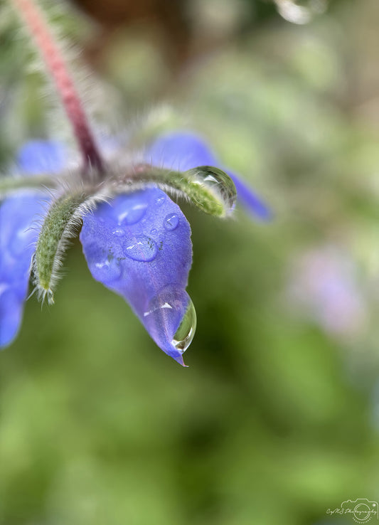 Nature Photography - Superb Droplet V724
