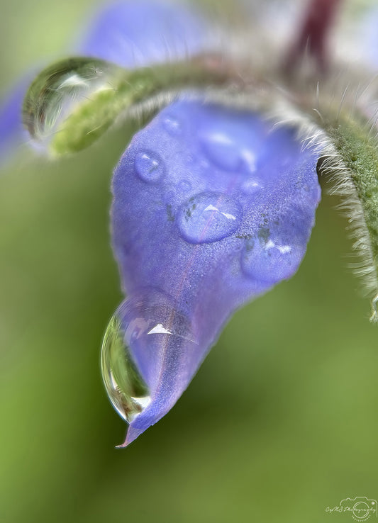 Nature Photography - Superb Droplet V725