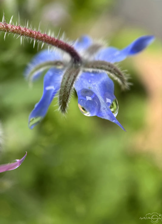 Nature Photography - Superb Droplet V726