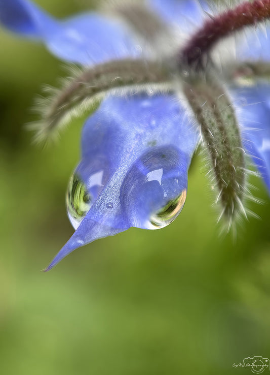 Nature Photography - Superb Droplet V727