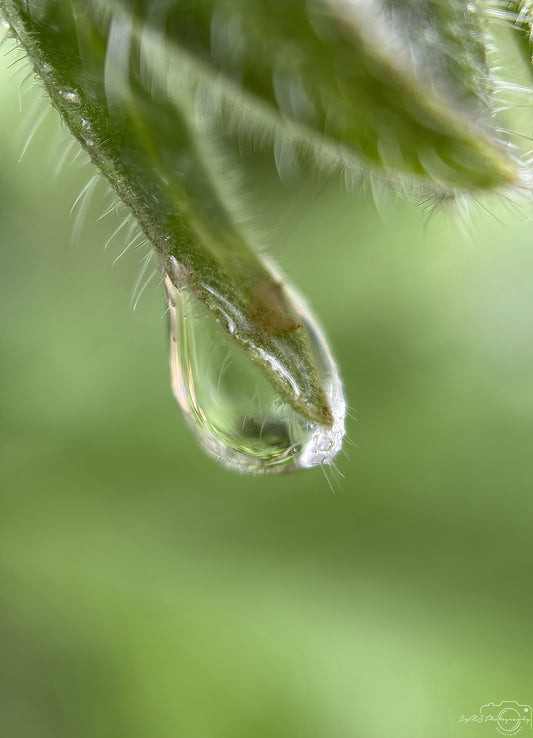 Nature Photography - Superb Droplet V728