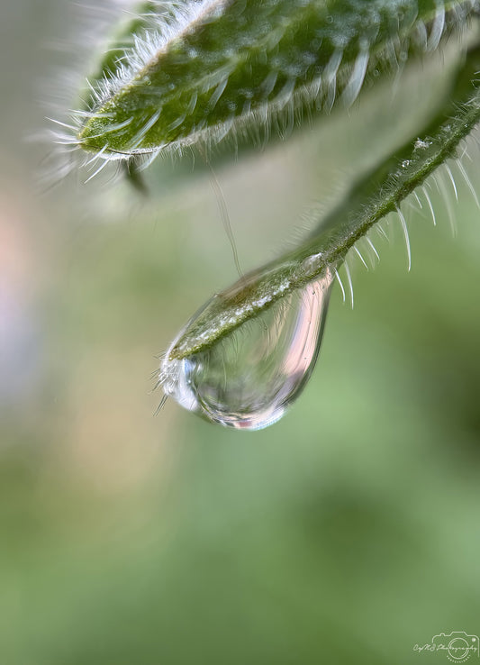 Nature Photography - Superb Droplet V729