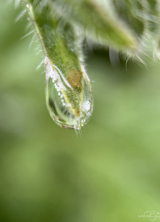 Nature Photography - Superb Droplet V730