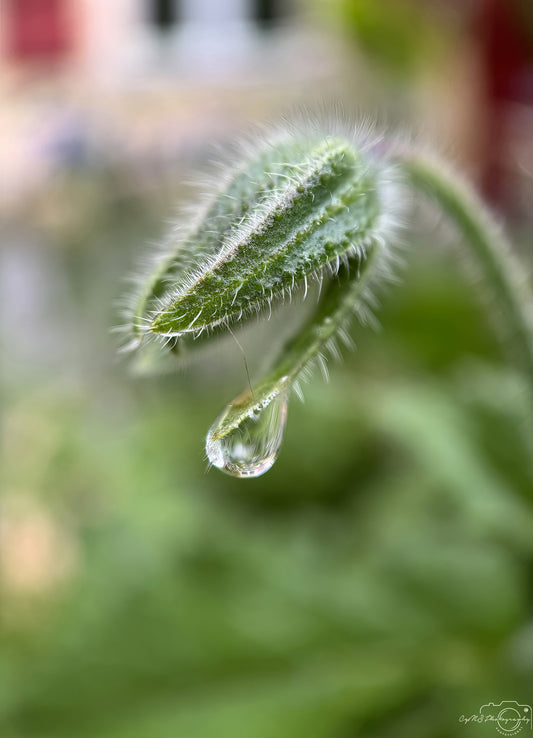Nature Photography - Superb Droplet V731