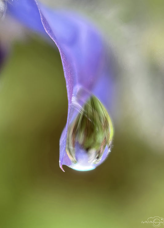 Nature Photography - Superb Droplet V732