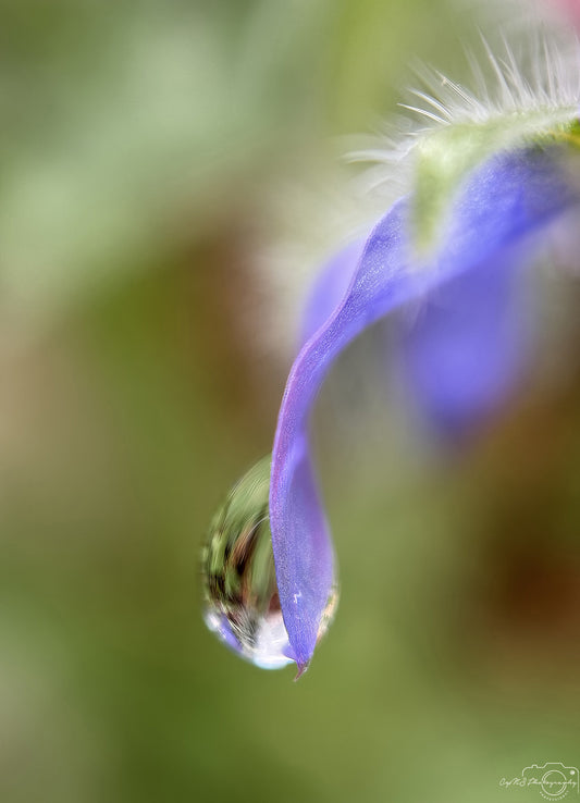 Nature Photography - Superb Droplet V733