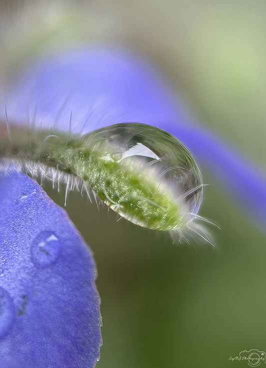 Nature Photography - Superb Droplet V734