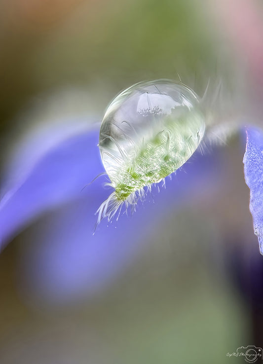 Nature Photography - Superb Droplet V735