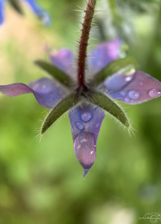 Nature Photography - Superb Droplet V736