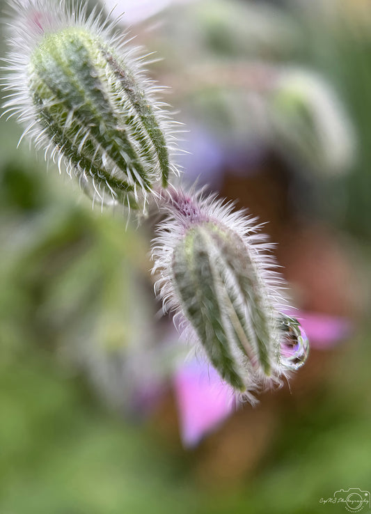 Nature Photography - Superb Droplet V738