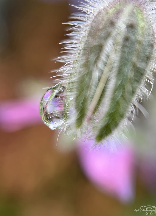 Nature Photography - Superb Droplet V739
