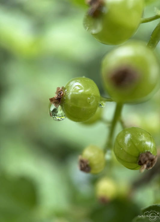 Nature Photography - Superb Droplet V740