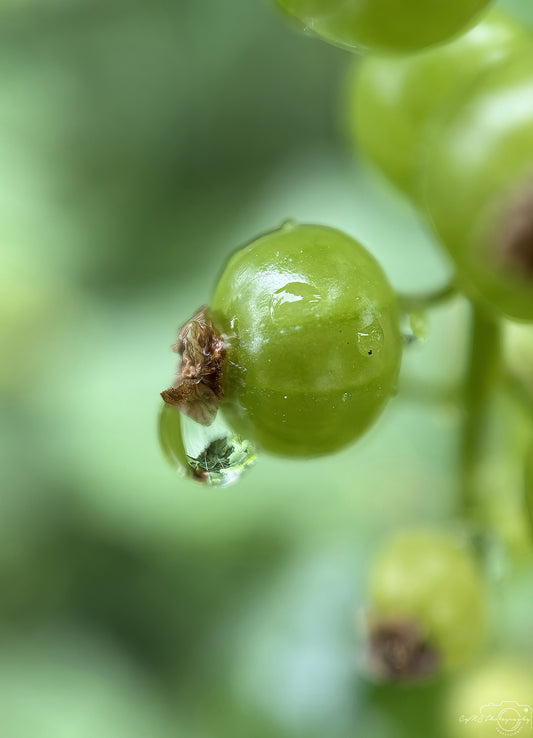 Nature Photography - Superb Droplet V741